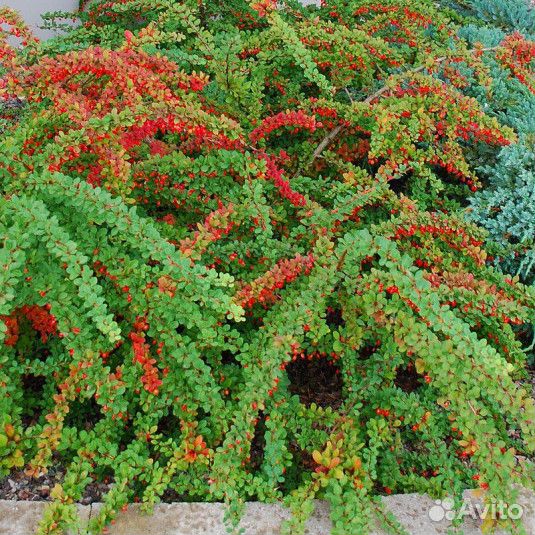 Барбарис Грин Карпет