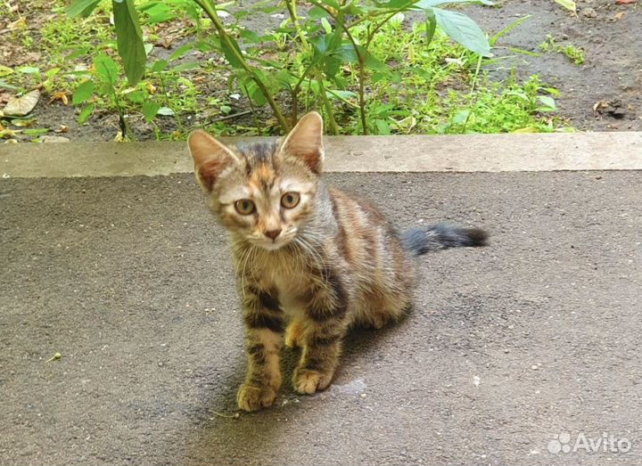 Котенок-кроха в поисках дома