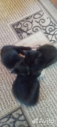 Кошки в добрые руки бесплатно