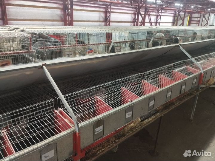 Промышленные клетки для кроликов