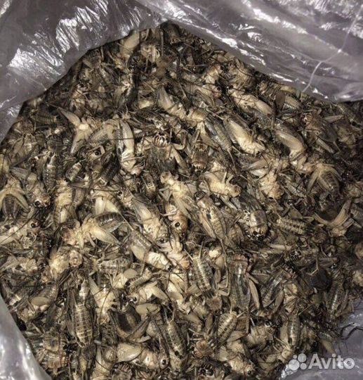 Корм для стрижей/рептилий