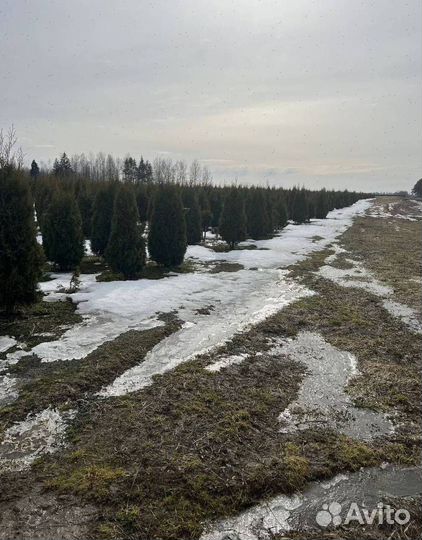 Можжевельник Блю Эрроу для живой изгороди