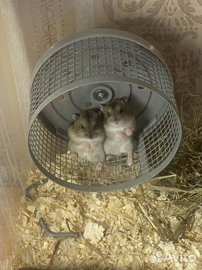 Джунгарский хомяк