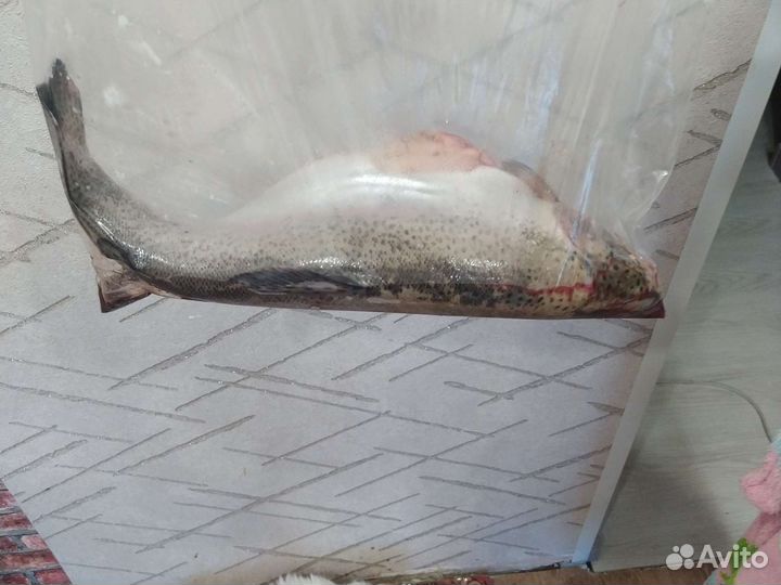 Живая форель