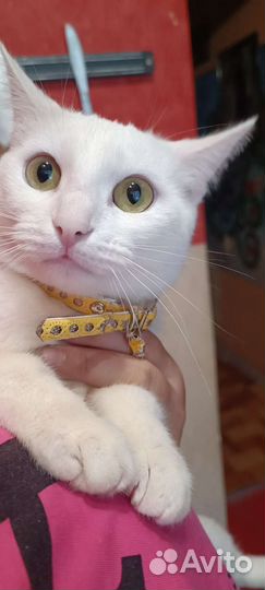 Коашка для случки