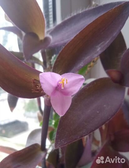 Традесканция фиолетовая