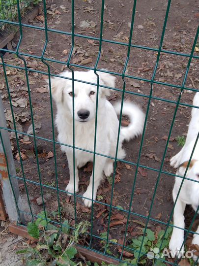 Бантику очень нужна семья