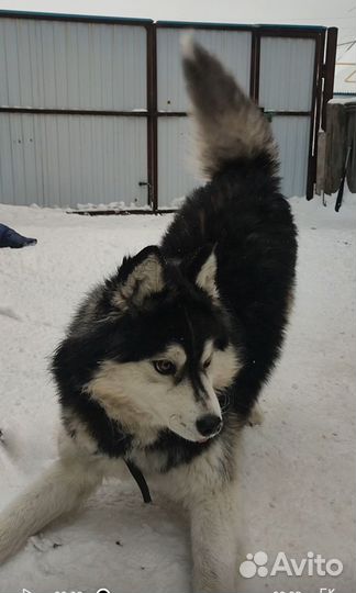 Аляскинский маламут