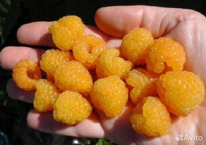 Саженцы малины