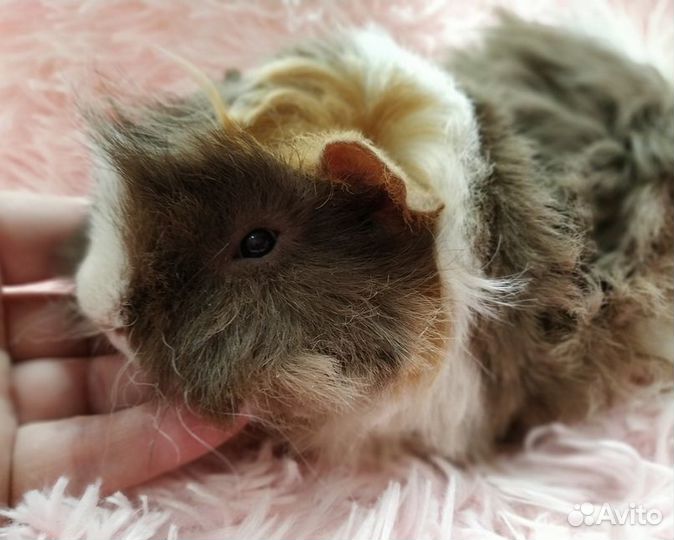 Морские свинки. Корм, стружка