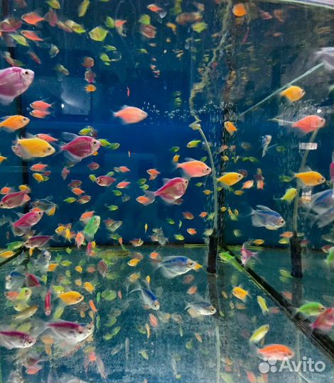 Рыбки тернеция