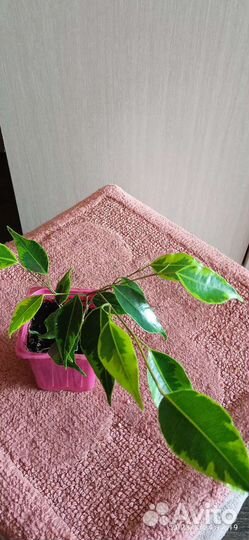 Фикус Бенджамина сорт Регидан