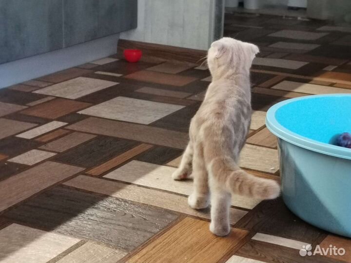 Британский вислоухий котенок