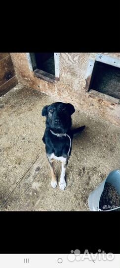 Собака из дома в приют