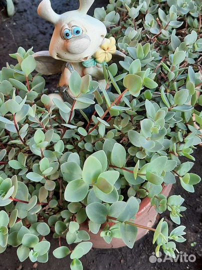 Почвопокровные растения