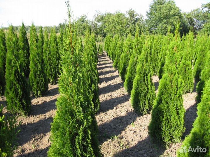Саженцы Туи 175 см Оптом из питомника Гарантия