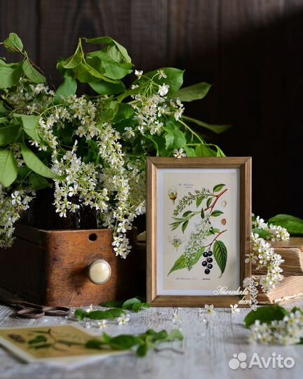 Ботаническая иллюстрация Черемуха