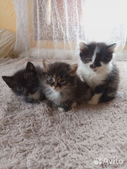 Котята отдам в добрые руки бесплатно