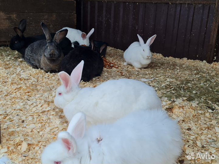 Кролики мясных пород