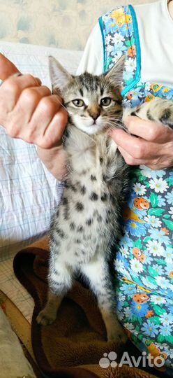 Отдам двух котят в добрые руки