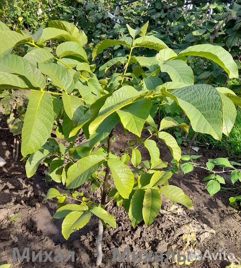 Саженцы грецкого ореха