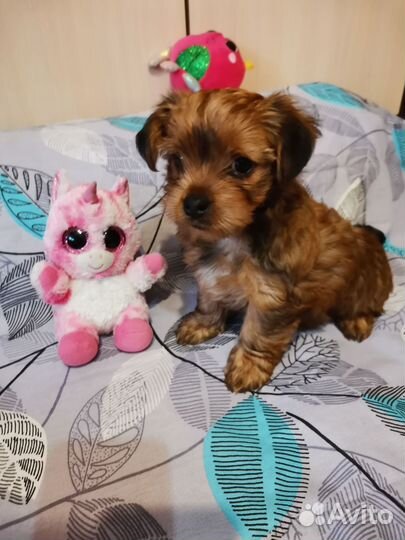 Йоркширский терьер