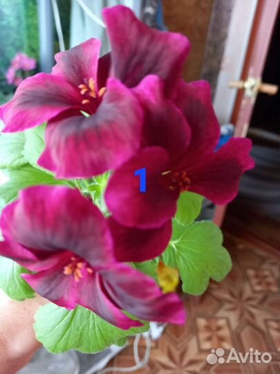 Королевская пеларгония