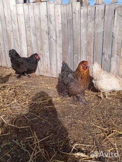 Инкубационное яйцо