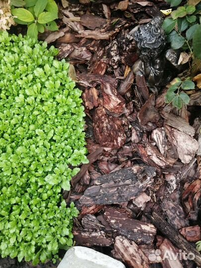 Мульча кора лиственницы