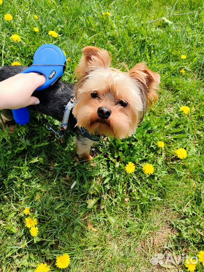 Йоркширский терьер