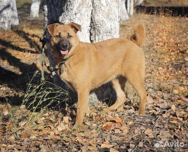 Сати в добрые руки