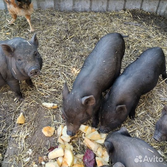 Вьетнамские поросята