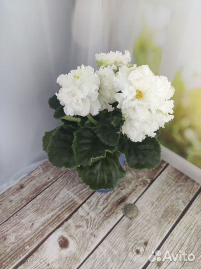 Фиалки сортовые цветущие в ассортименте