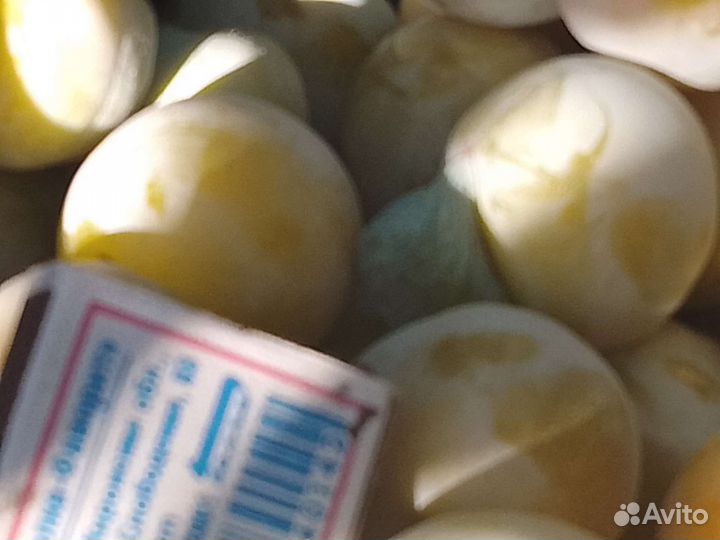 Саженцы желтой сливы