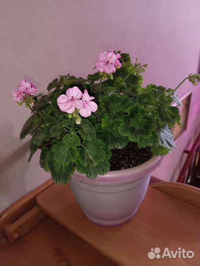 Герань пеларгония