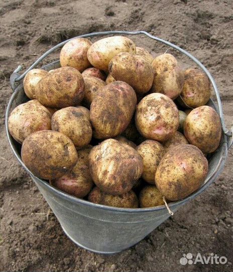 Картофель белый, красный
