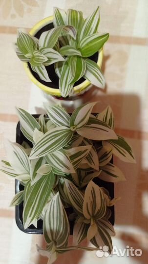 Традесканция белая