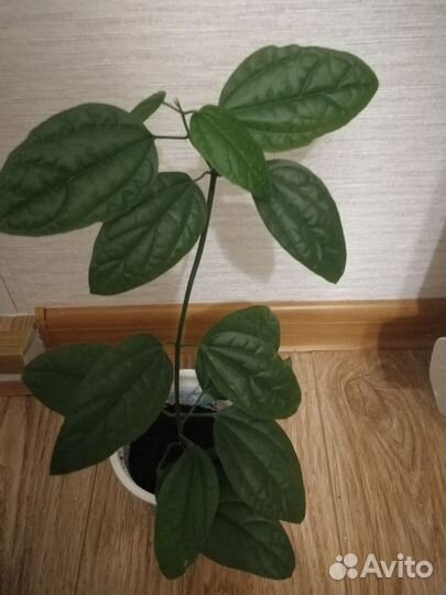 Комнатные растения цветы