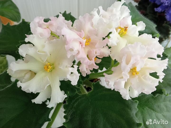 Сортовые фиалки