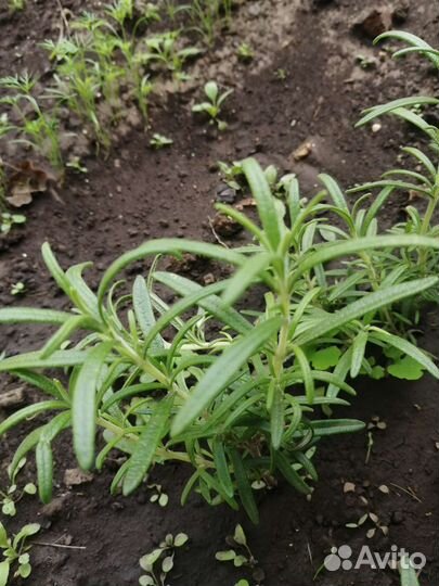 Розмарин саженцы