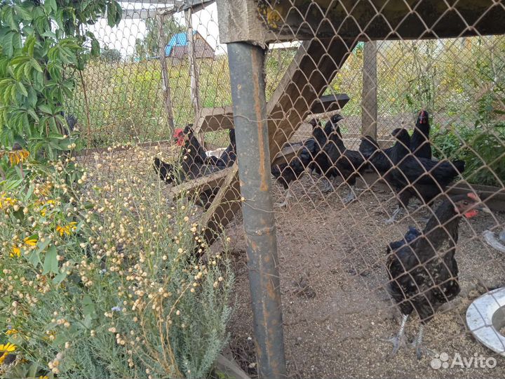 Петухи, птица