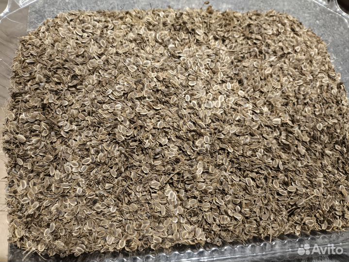 Семена укропа