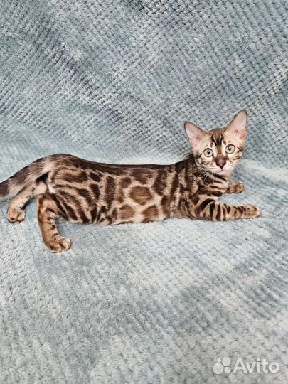 Бенгальская девочка-мурлыка