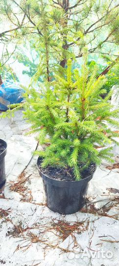 Ель сибирская (зкс)