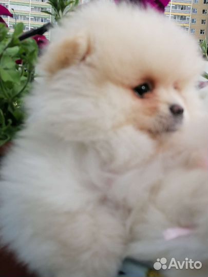 Померанский шпиц