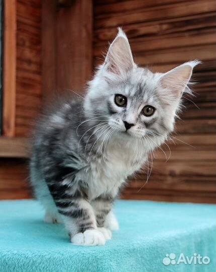 Серебряная кошка