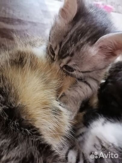 Отдам котят в добрые руки