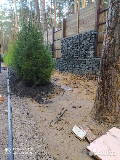 Сосна / Ель / Кедр осенняя зимняя посадка