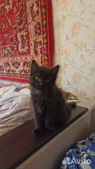 Отдам в добрые руки