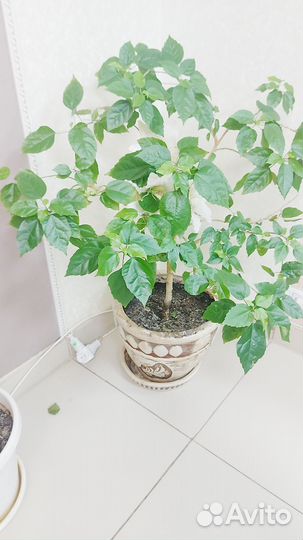 Гибискус китайская роза